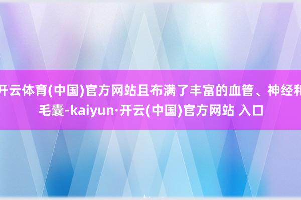 开云体育(中国)官方网站且布满了丰富的血管、神经和毛囊-kaiyun·开云(中国)官方网站 入口